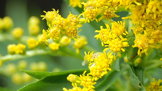 Arnica Silvestre (Wild Arnica)  Flower Essence
