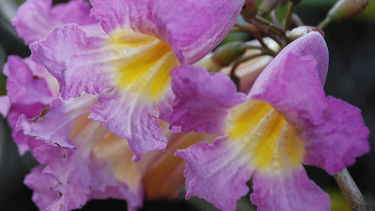 Ipê Roxo Flower Essence from Brazil