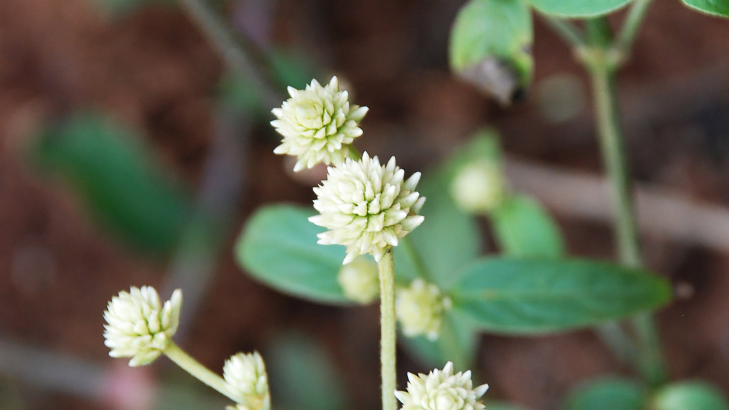 Perpetua  (Everlasting) Flower Remedy