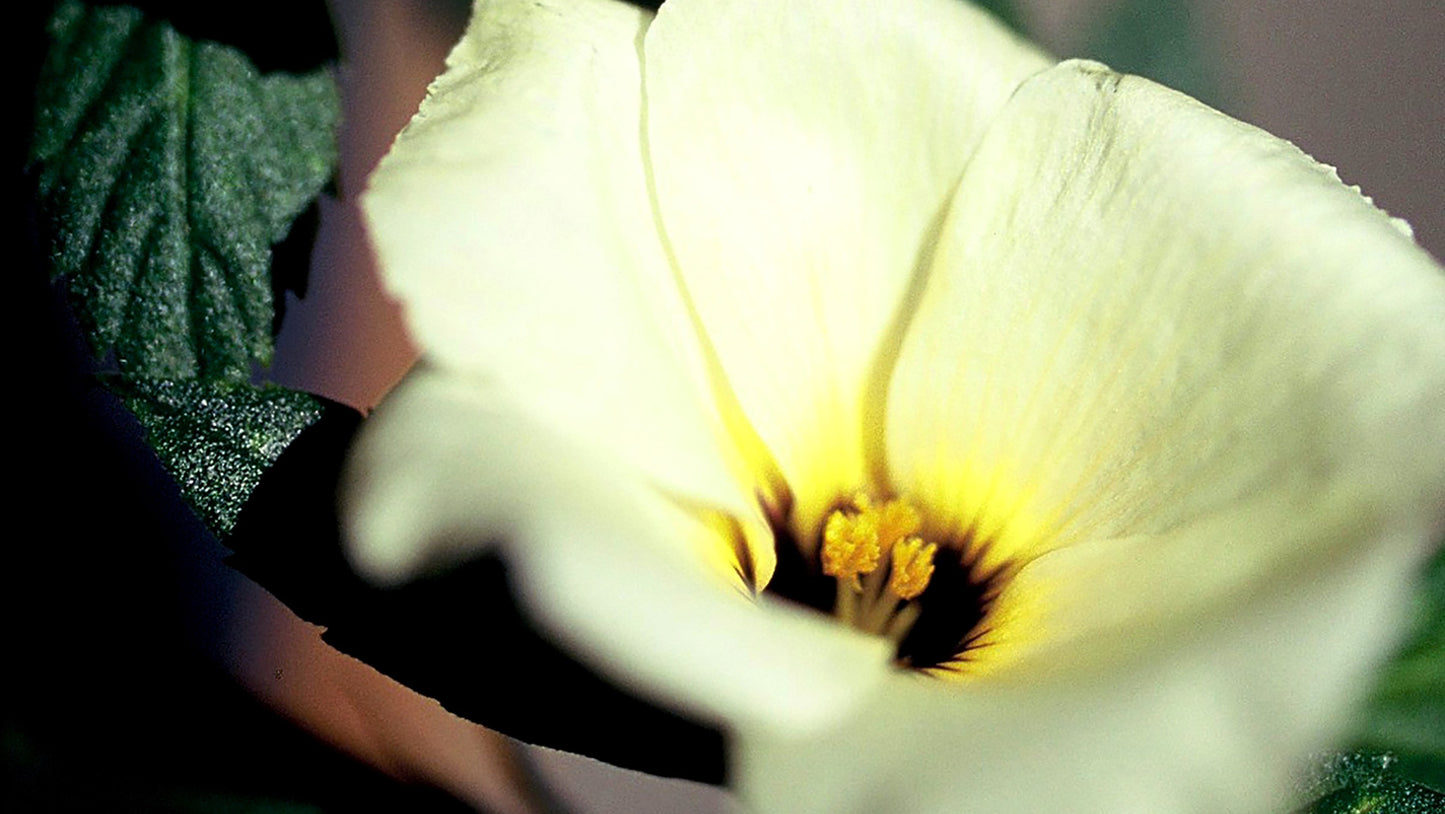 Sergipe Flower Essence