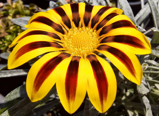 Gazania with Flame Flower Essence