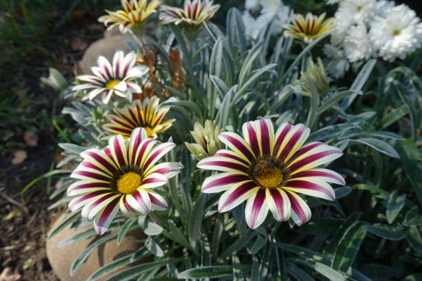 Gazania with Flame Flower Essence