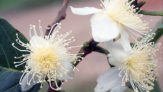 Goiaba (Guava) Flower Essence