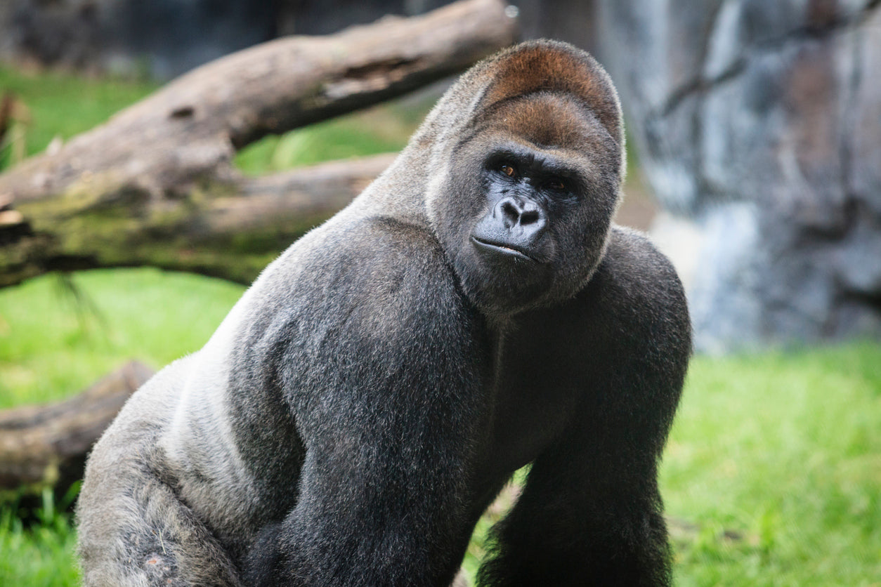Gorilla Essence Vibrational Remedy