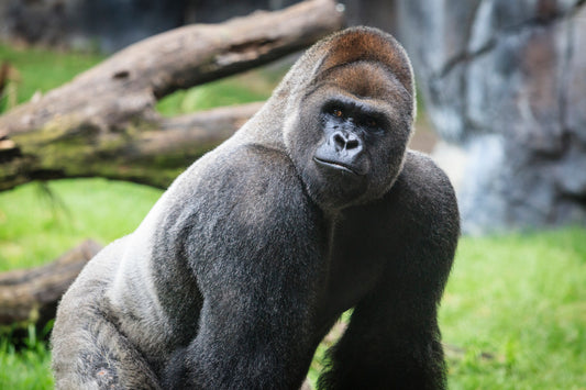 Gorilla Essence Vibrational Remedy