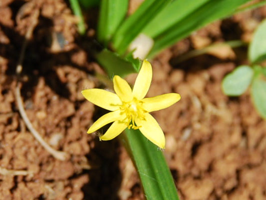 Gracilis Flower Remedy