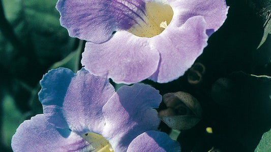 Grandiflora Flower Essence