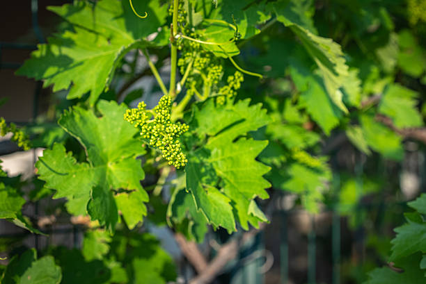 Grape Flower Remedy