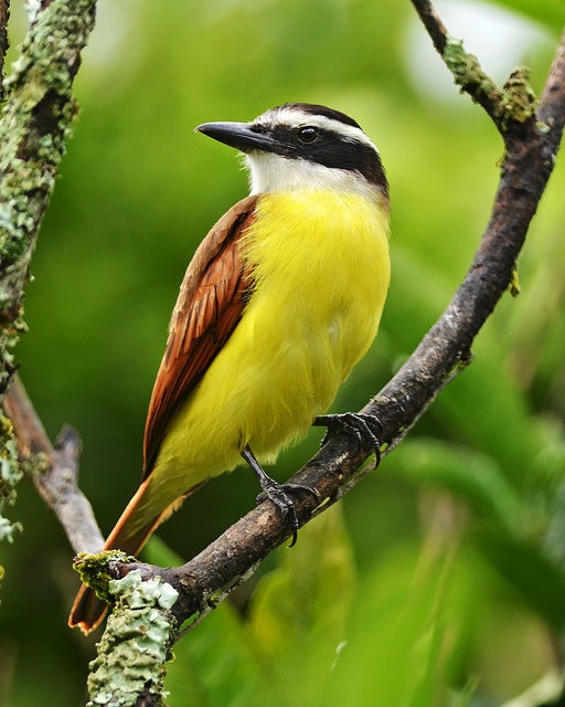 Great Kiskadee Animal remedy