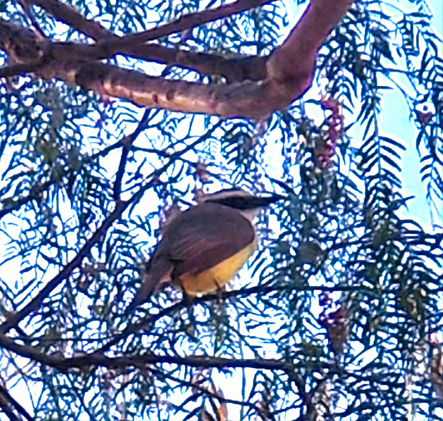 Great Kiskadee Animal remedy