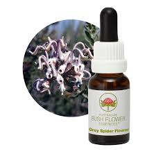 Grey Spider Flower - Flower Essence