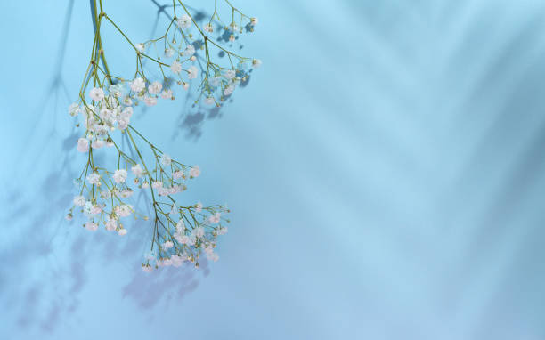 Gypsophila Flower Essence