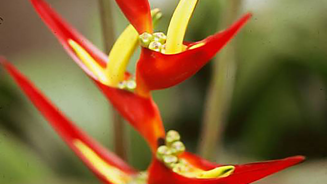 Heliconia Flower Remedy