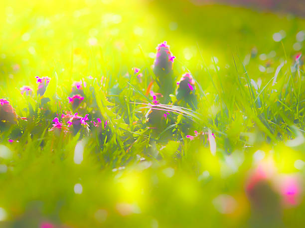 Henbit Flower Essence