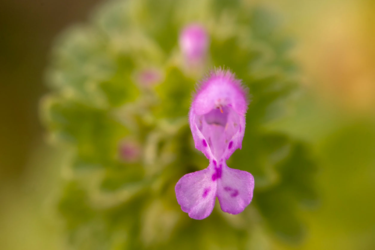 Henbit Flower Essence