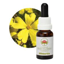 Hibbertia Flower Essence