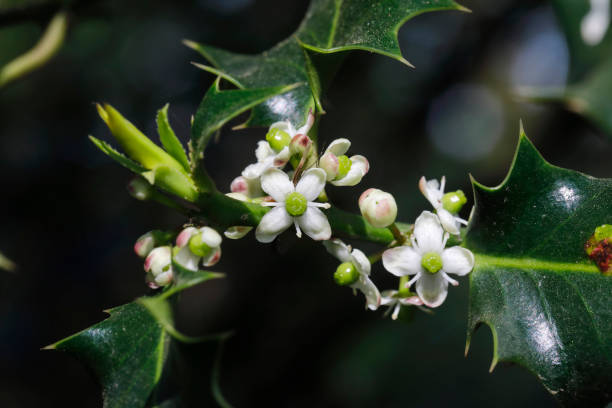 Holly Flower Remedy