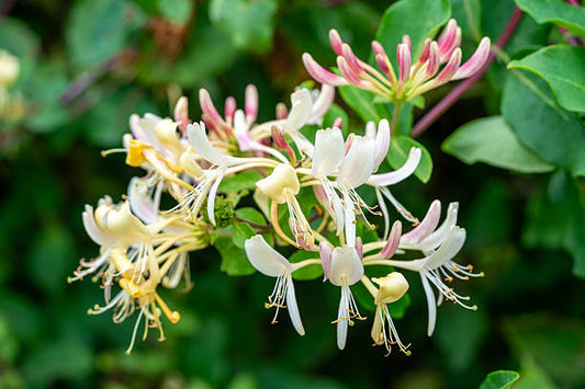 Honeysuckle Flower Essence