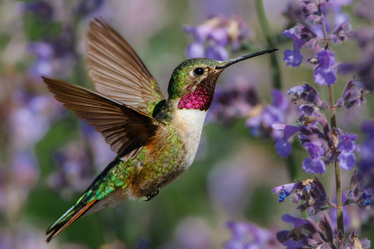 Argentine Hummingbird Vibrational Essence