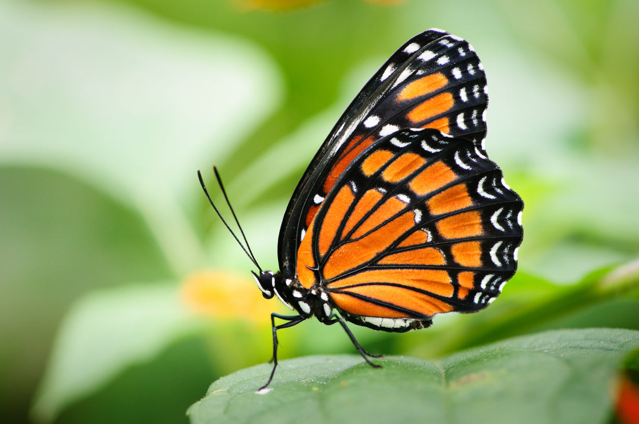 Viceroy Butterfly Remedy