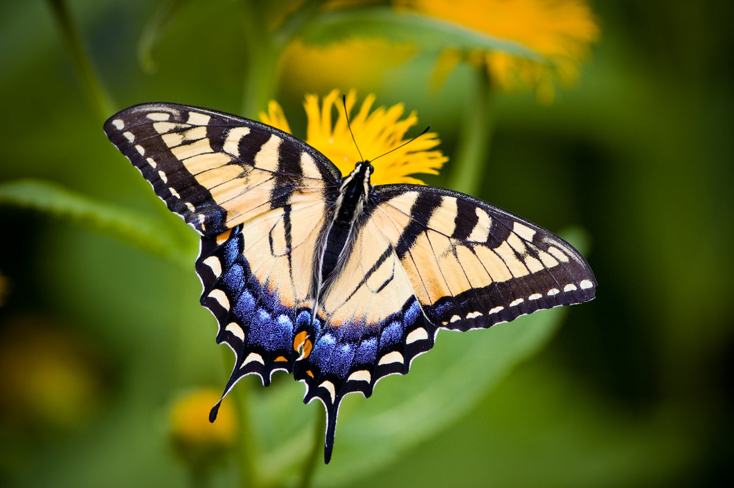 Tiger Swallowtail Butterfly Remedy