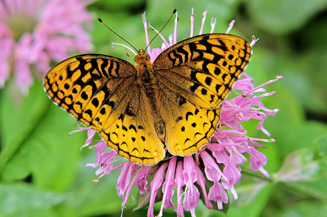 Variegated Fritillary Butterfly Remedy