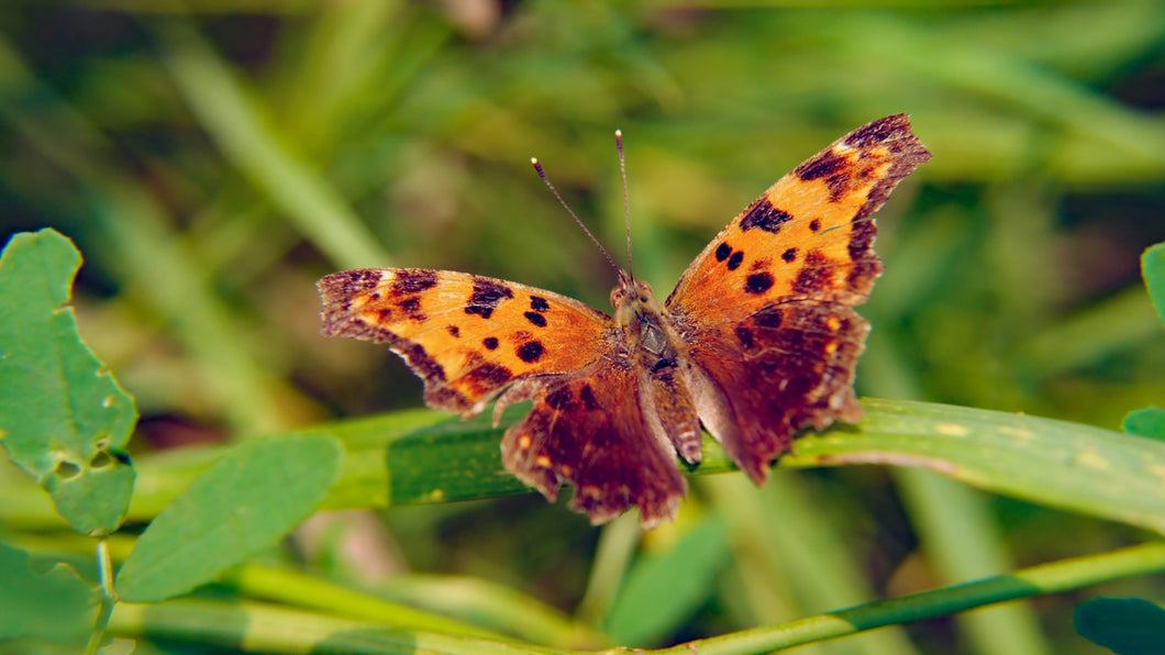 Eastern Comma Butterfly Remedy