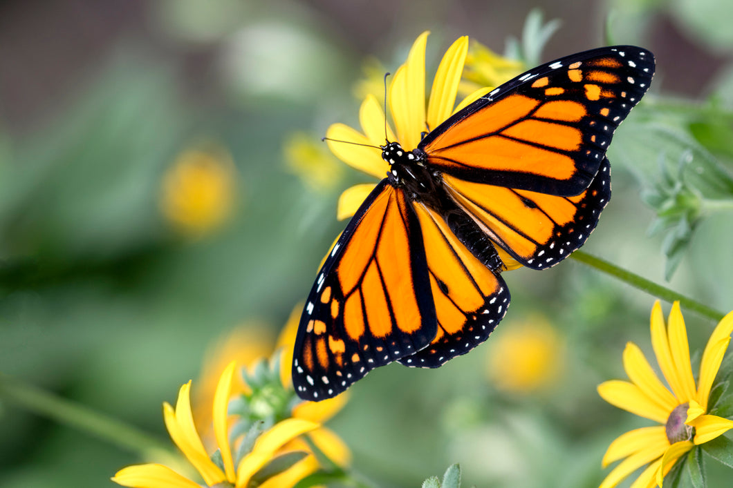 Monarch Butterfly Remedy