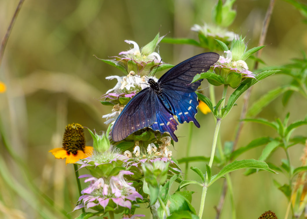 Pipevine Swallowtail Butterfly Remedy