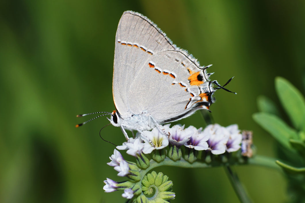 Gray Hairstreak Butterfly Remedy