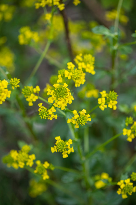 Wild Mustard Flower Essence