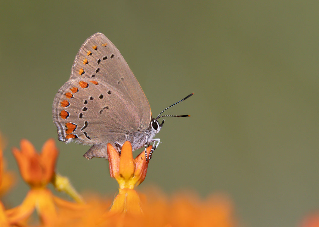 Coral Hairstreak Butterfly Remedy