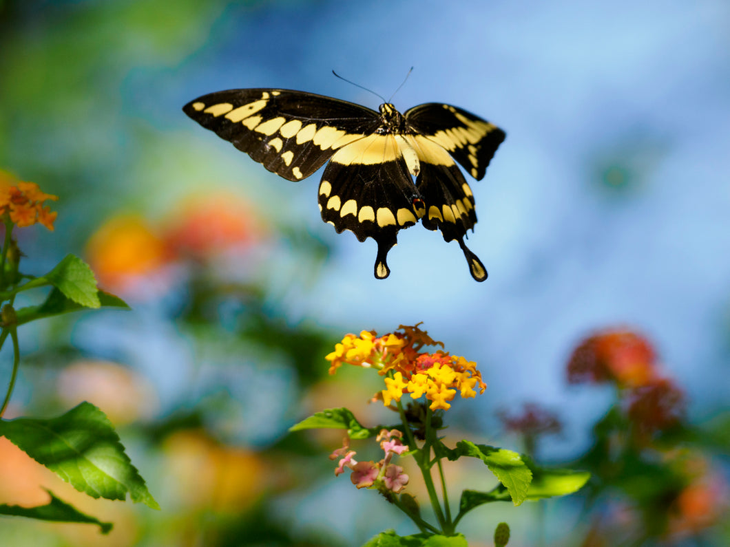 Giant Swallowtail Butterfly Remedy