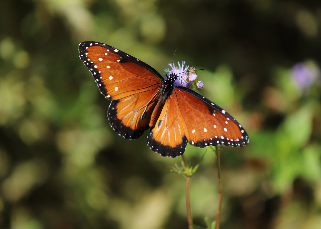 Queen Butterfly Remedy