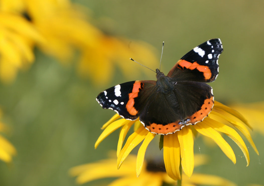 Red Admiral Butterfly Remedy