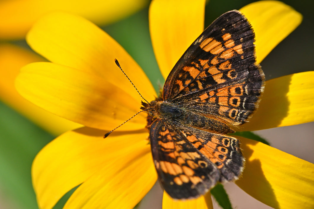 Pearl Crescent Butterfly Remedy