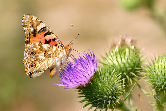 Painted Lady Butterfly Remedy