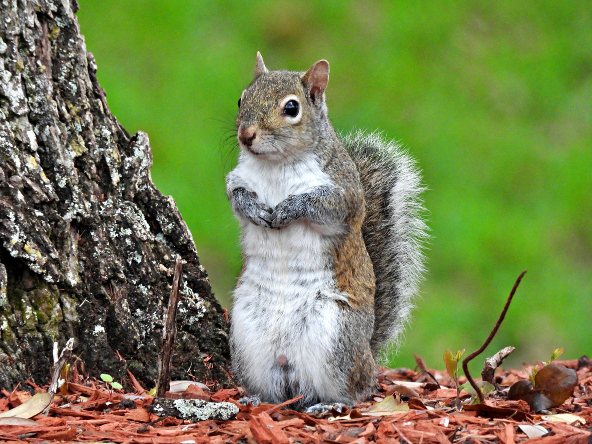 Squirrel Animal Essence Vibrational Remedy
