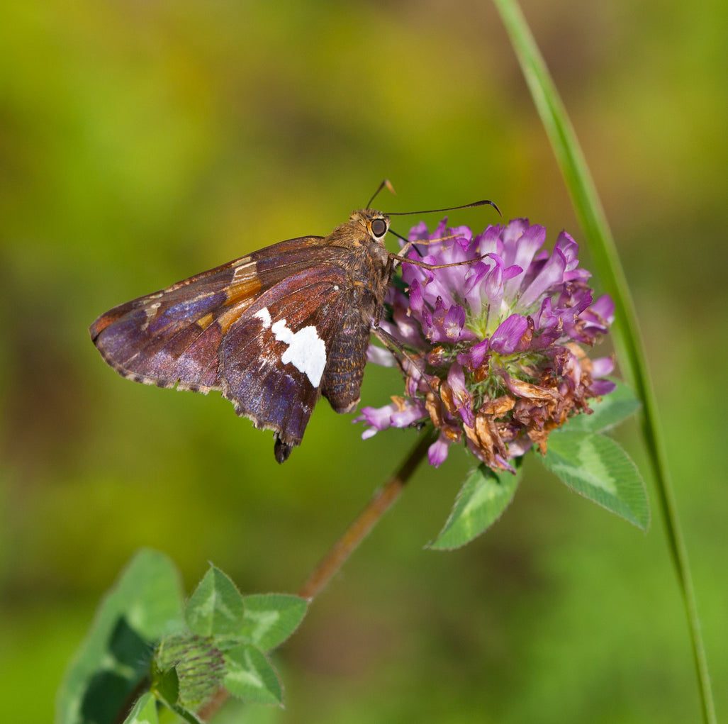 Common Skipper Butterfly Remedy