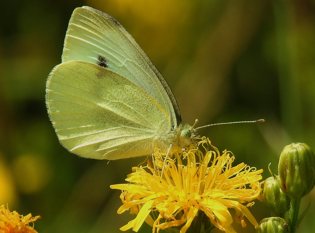 Cloudless Sulfur Butterfly Remedy