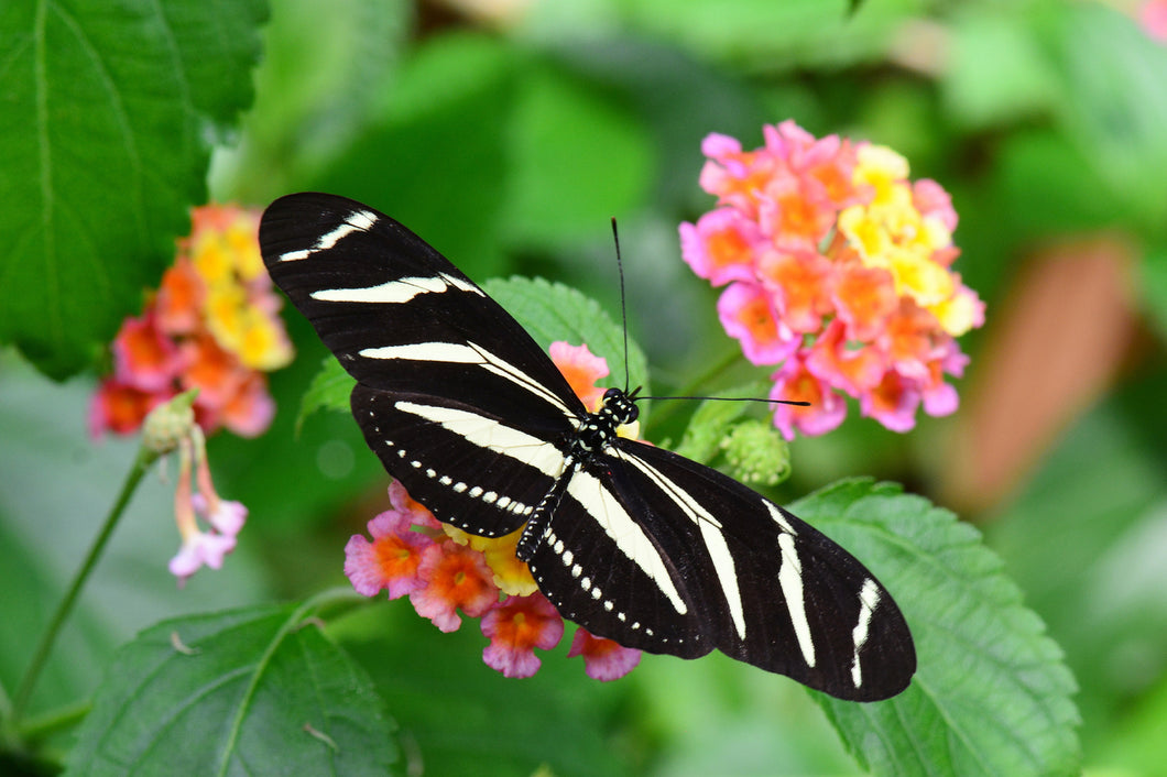 Zebra Longwing Butterfly Remedy