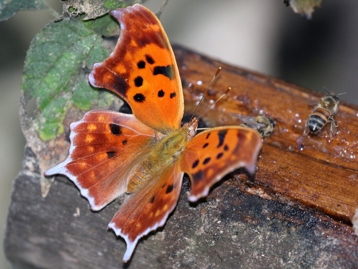 Question Mark Butterfly Remedy