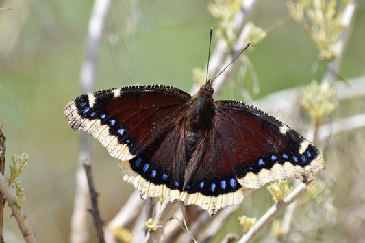 Mourning Cloak Butterfly Remedy