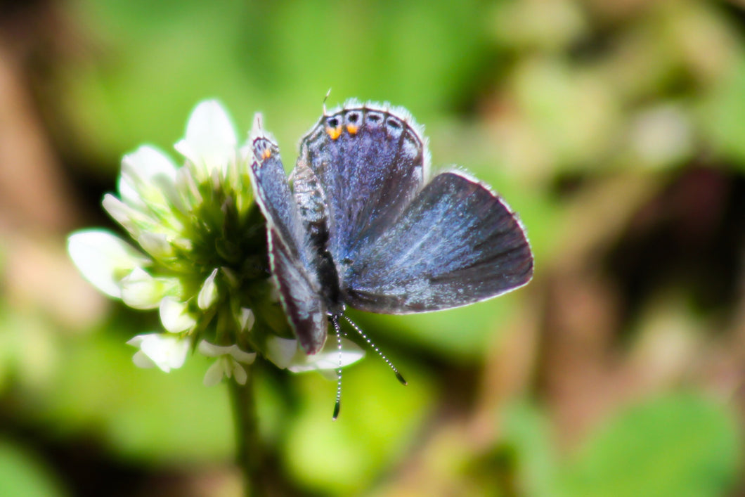 Eastern Blue Tailed Butterfly Remedy