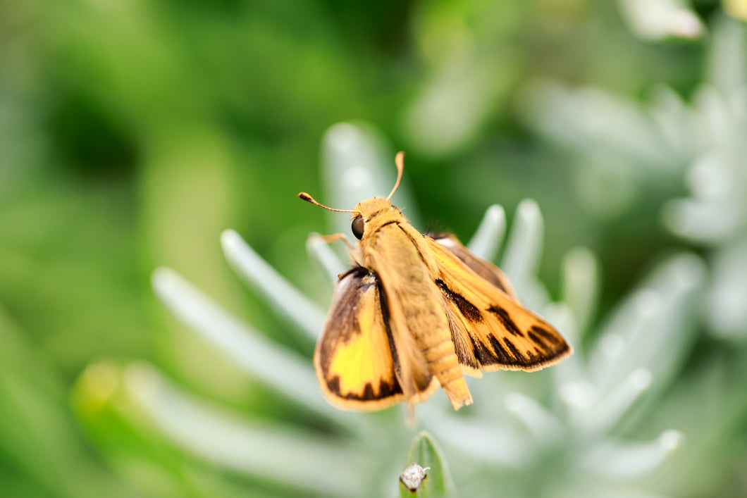 Firey Skipper Butterfly Remedy