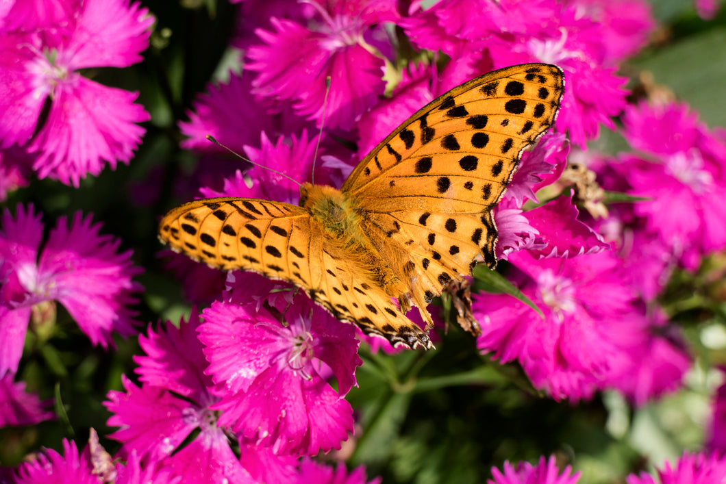 Eastern Comma Butterfly Remedy