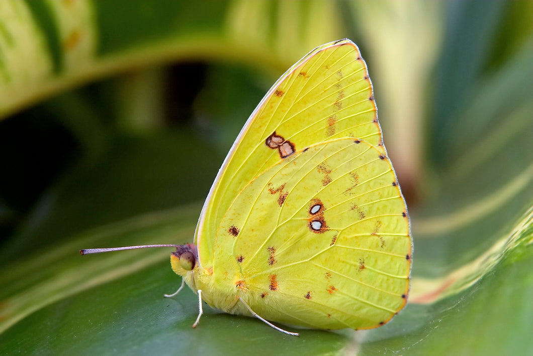 Giant Sulfur Butterfly Remedy