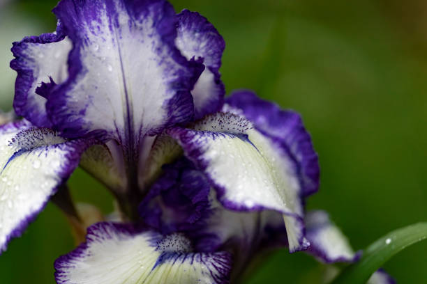 Lilac & White Iris Flower Remedy