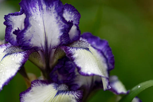 Lilac & White Iris Flower Remedy