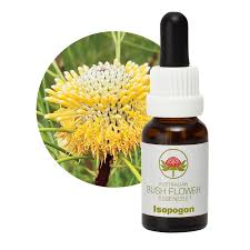Isopogon -  Flower Essence